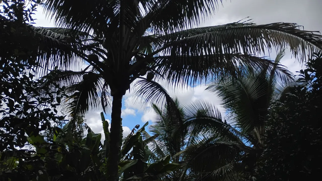 IMG_20250815_151921529_HDR.jpg