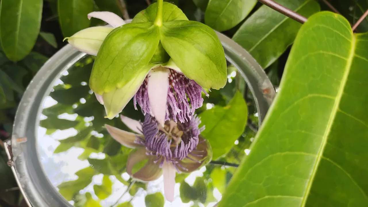 My Entry for Reflection Hunters Contest: Round 176 - Jamaican Lirikoi Reflections - GaiaYoga Gardens, Lower Puna, Big Island, Hawai'i - Sunday, July 14, 2024