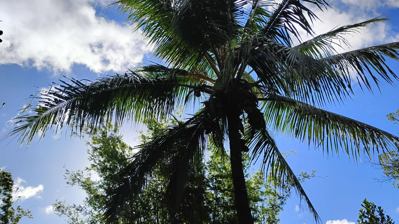 IMG_20250710_164503778_HDR.jpg