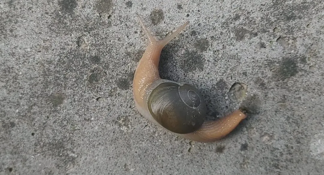 snail2.jpg