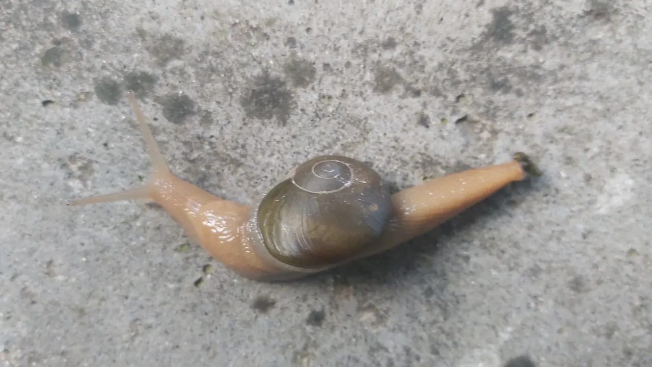 snail.jpg