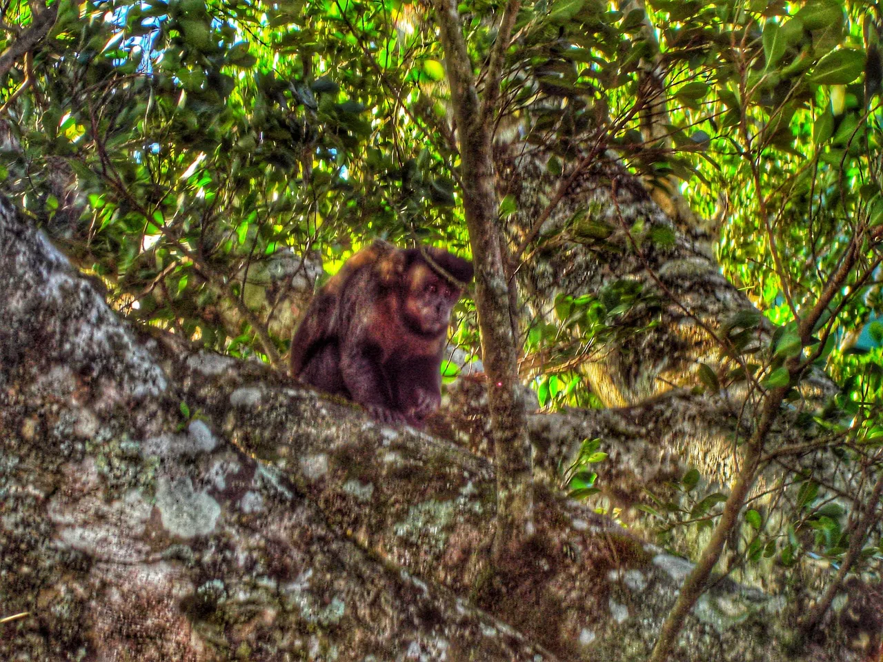 Monkey just waiting for snack time