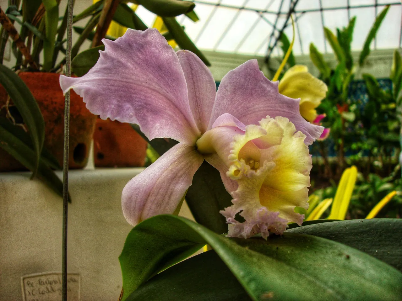 Orchid Flower