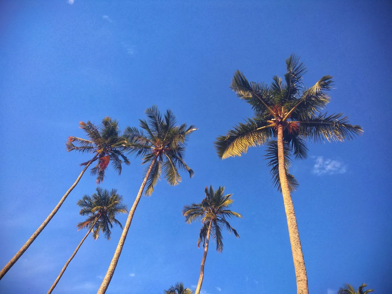 Palm trees blue sky