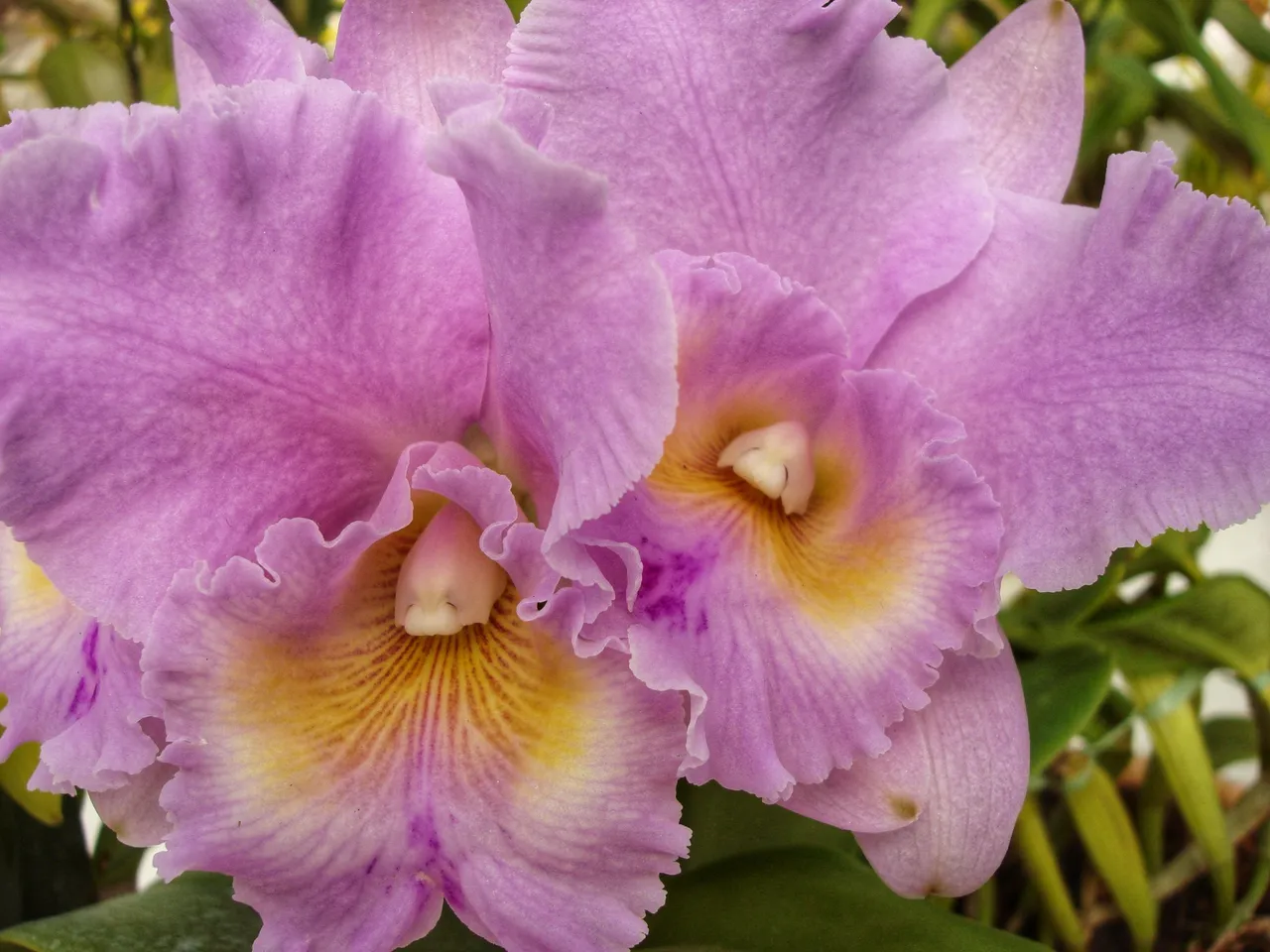 Orchid Flower