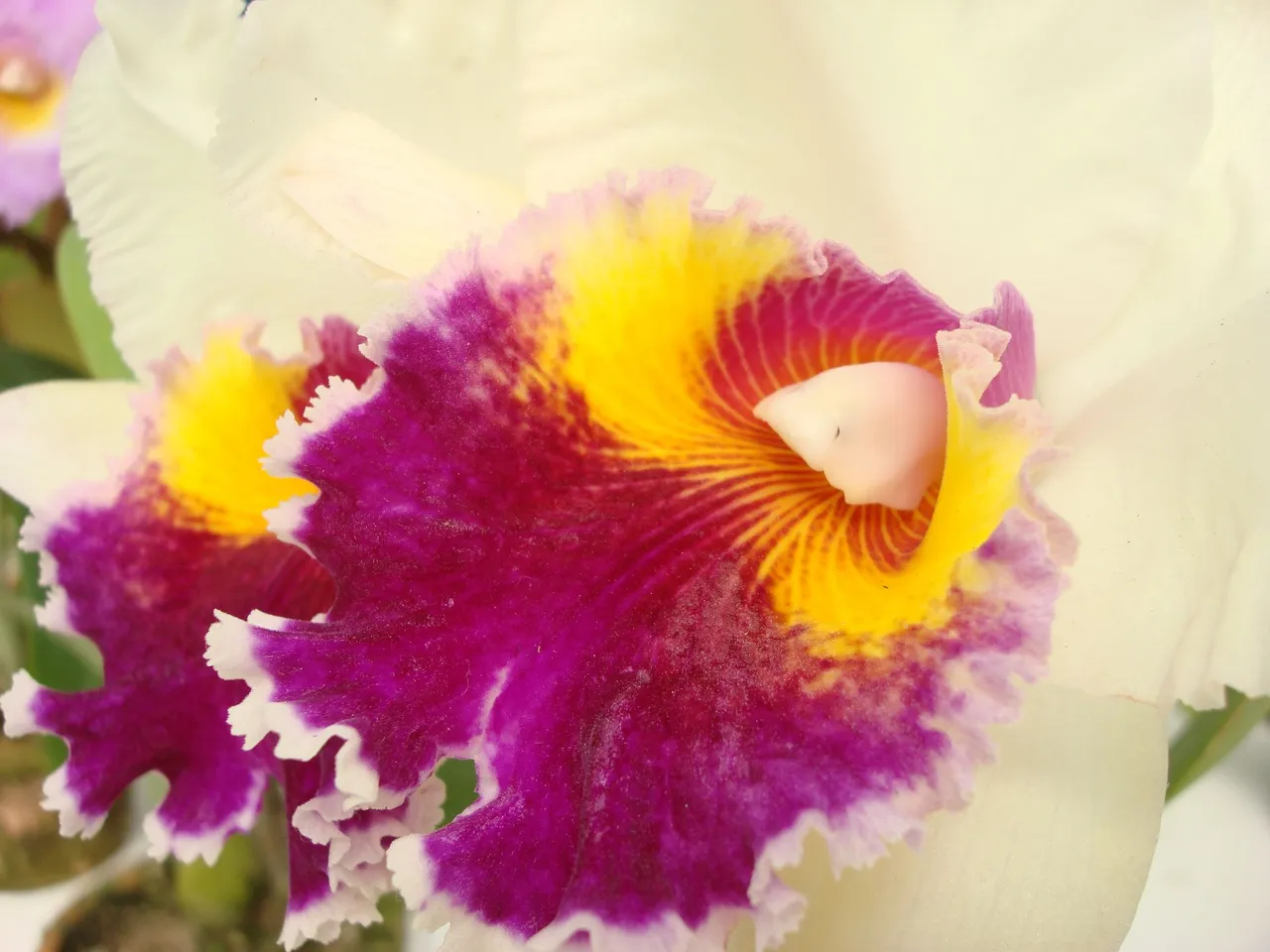 Orchid flower