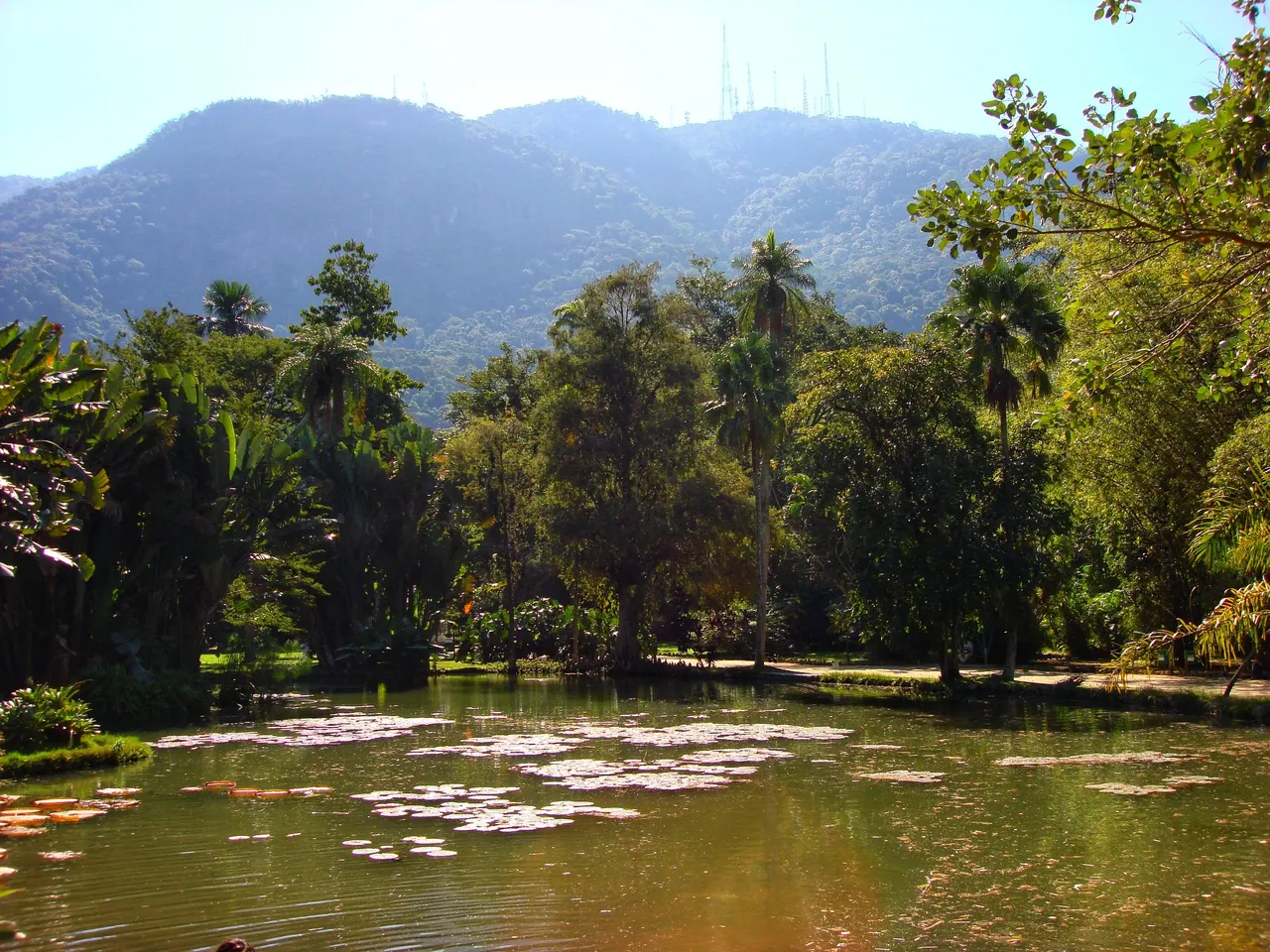 Amazon Region - Vitória Régia plants