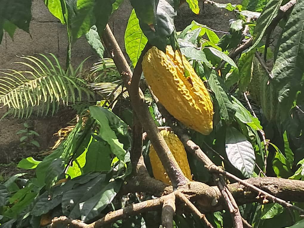Cacao (3).jpeg