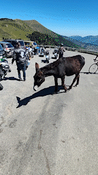 VID_20220710_122304_AdobeExpress (1).gif