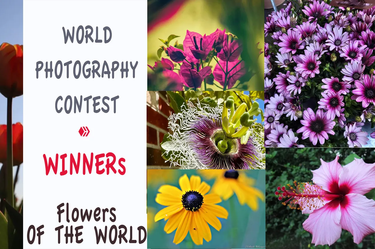 world_photography_contest_taxis_winners_copie.jpg