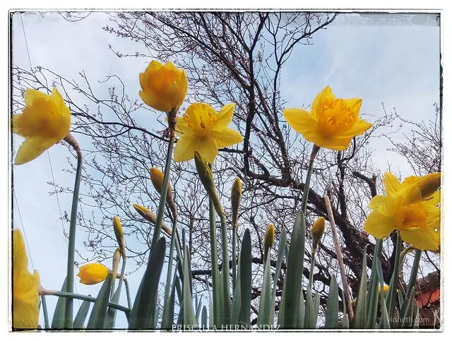 daffodils -640- by Priscilla Hernandez.jpg