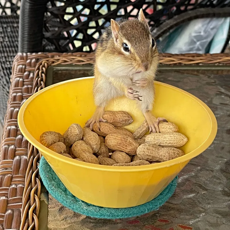 animals-chipmunk-nature-photography-sunscape-1.jpg