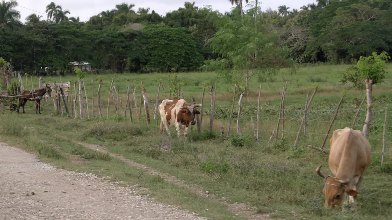 60 valley yumuri rural cuba matanzas.jpg
