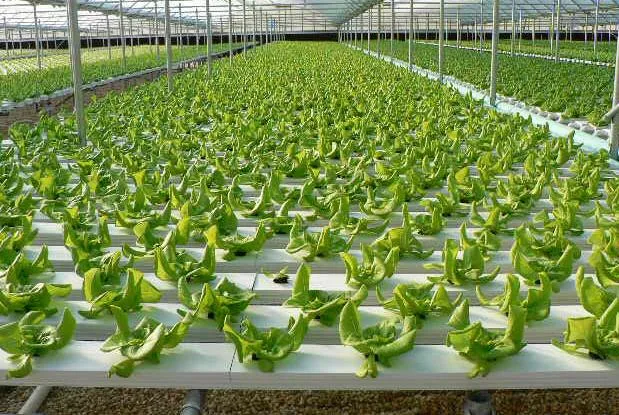 Growing-Lettuce-in-Hydroponics-Farming-system.jpg