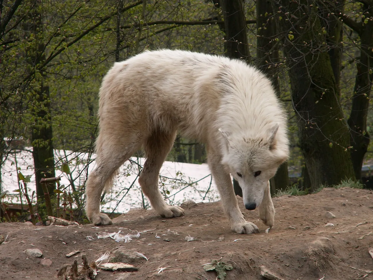 north_american_arctic_wolf_04_by_animalphotos.jpg