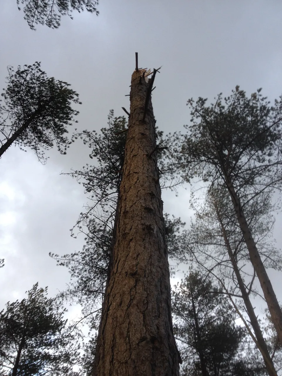 Pembrey Tree - By Steve J Huggett.JPG