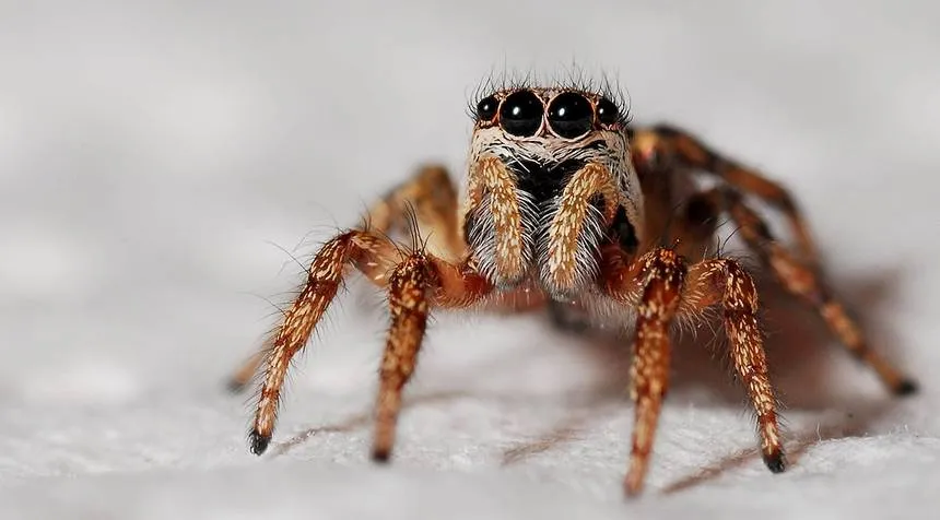 zebra-jumping-spider.jpg.860x0_q70_crop-scale.jpg