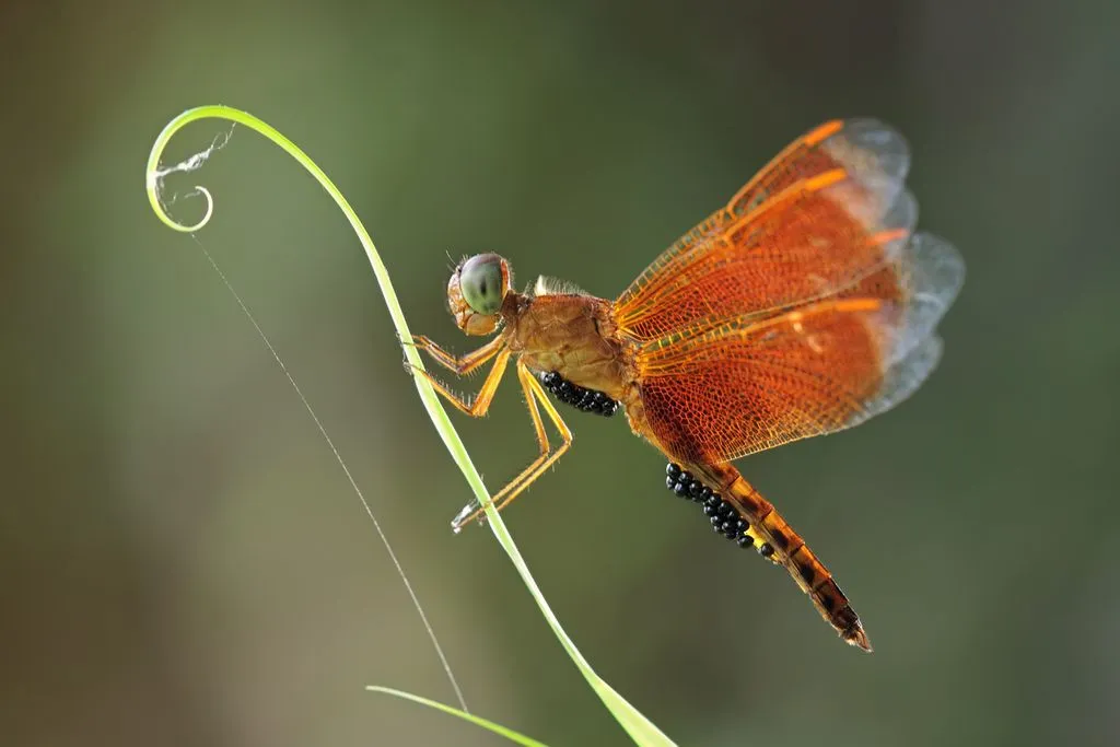 Foto_Shikhei_1_-_Dragonfly_with_Parasite_Mite.jpg