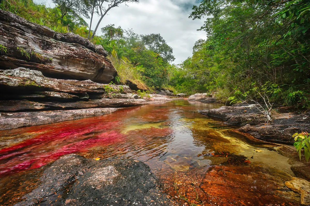 CAÑO_CRISTALES,_EL_RÍO_DE_COLORES.jpg