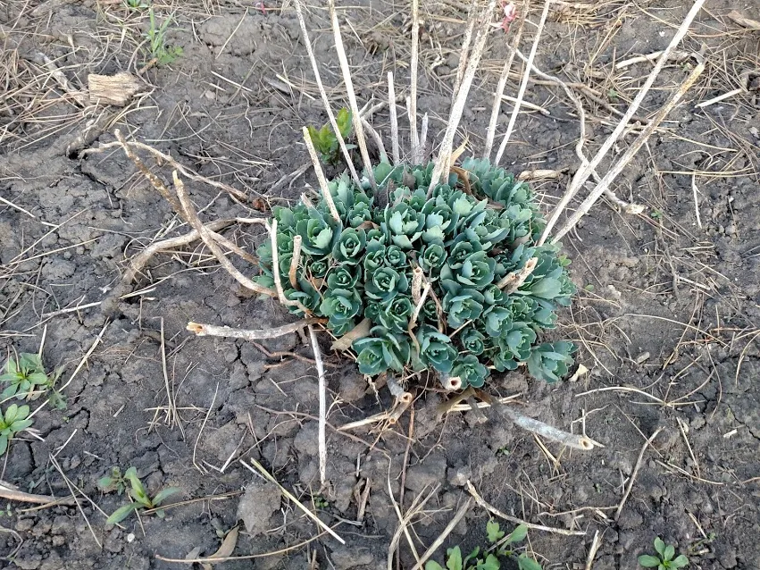 Sedum Autumn Joy IMG_20180428_190932734.jpg