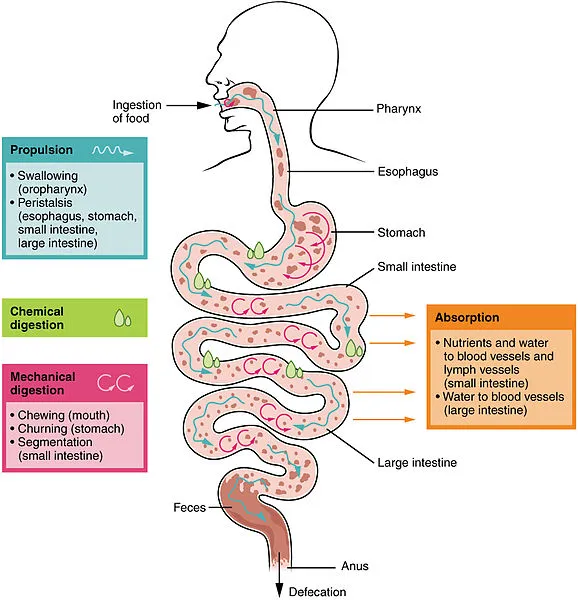Difference-Between-Digestion-and-Absorption-1.jpg
