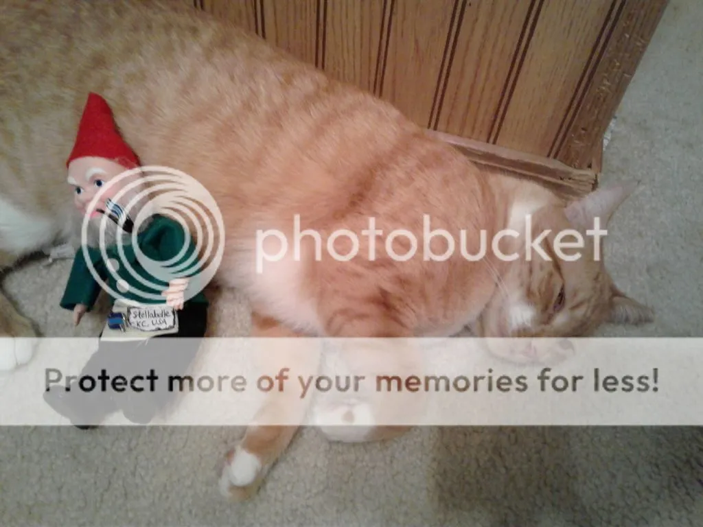 Warm kitty, soft kitty