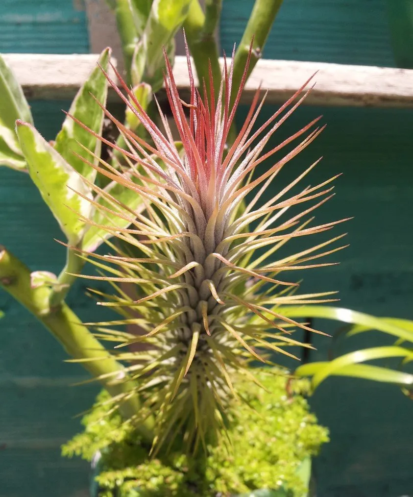 Yonilkar_naturaleza (1-2)