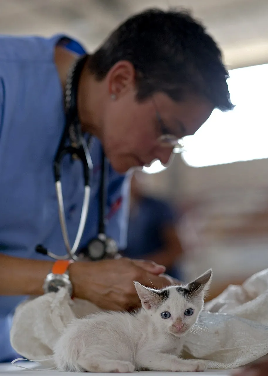 kitten569873_1280.jpg