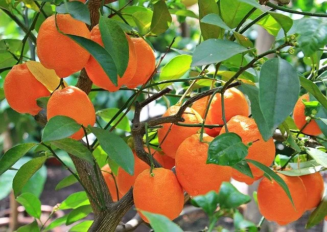 oranges1545036_640.jpg
