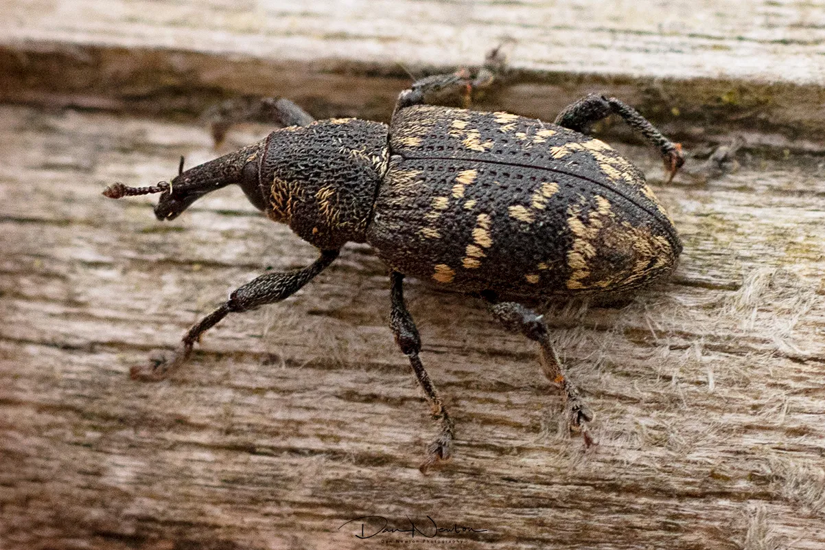 Pine Weevil0171PP.jpg