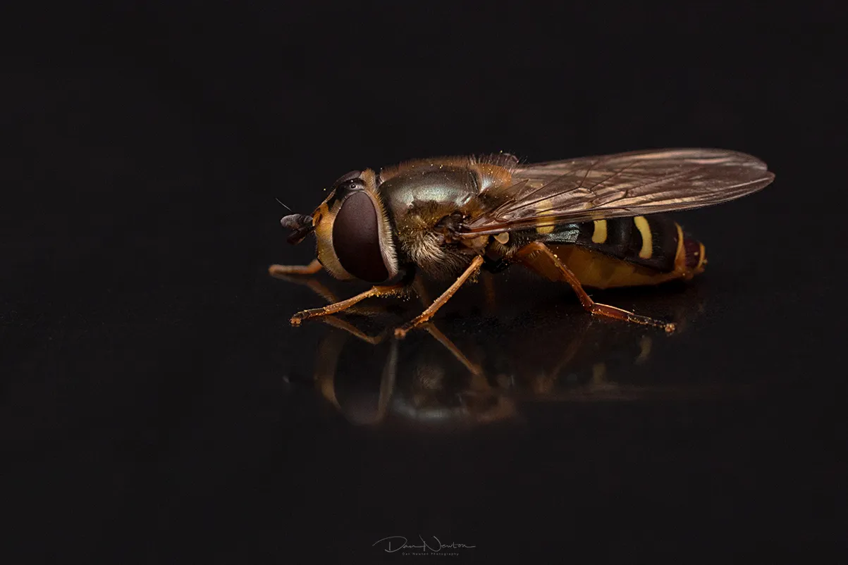 Eupeodes sp0002PP.jpg