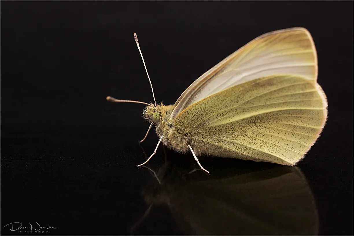 Small White0011PP.jpg