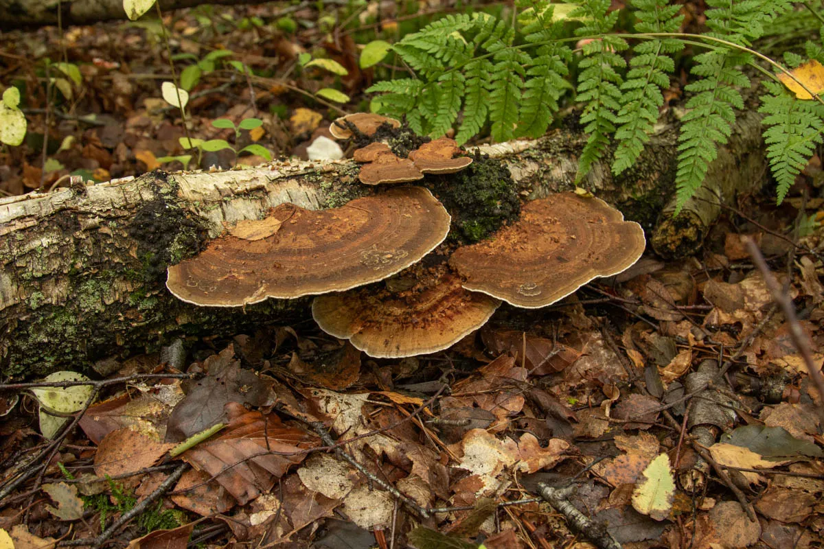 mushroom monday10.jpg
