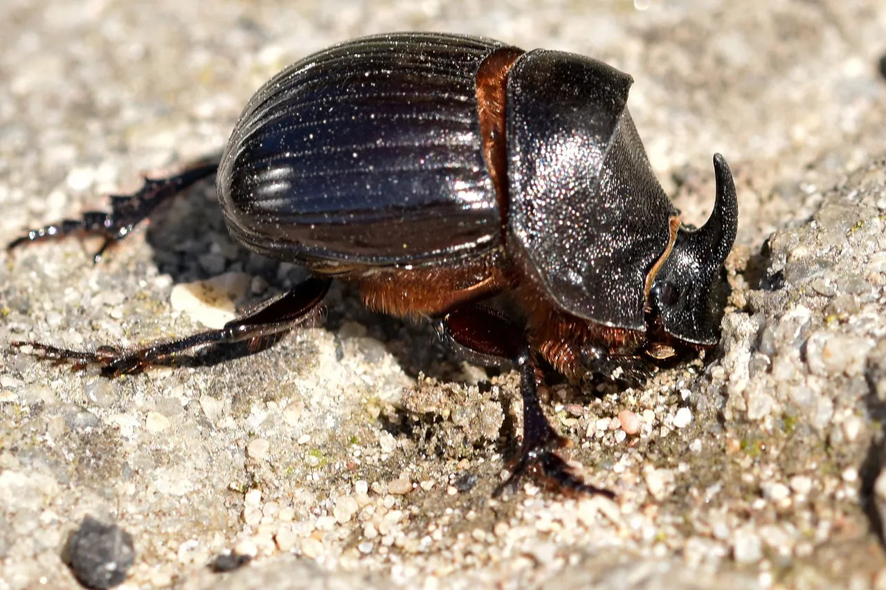 Horned Dung Beetle 1.jpg