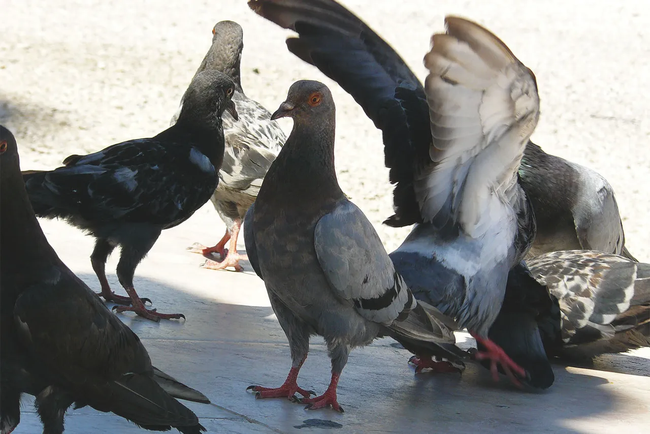 Lisbon center pigeons.jpg