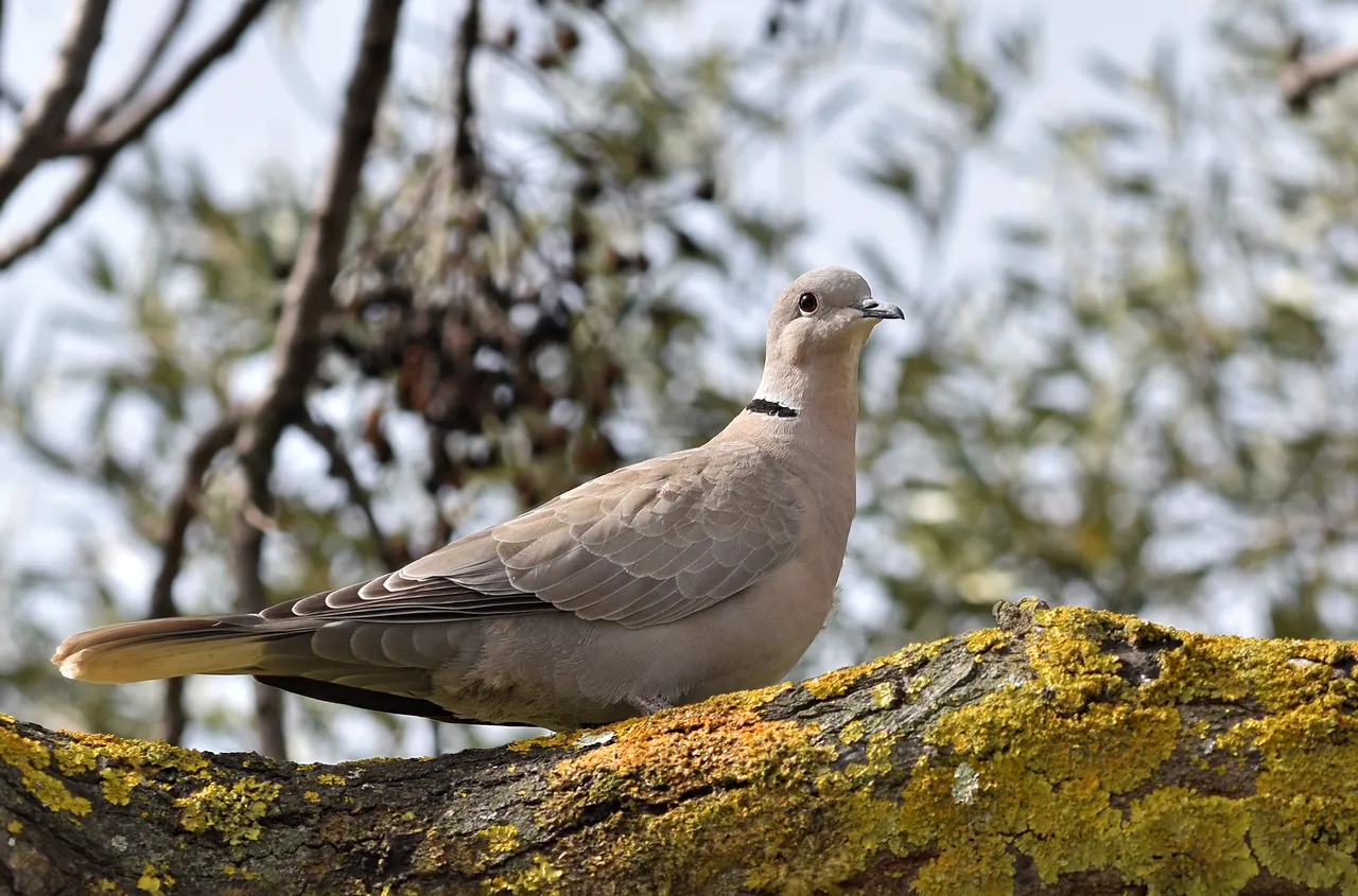 collared dove tree 6.jpg
