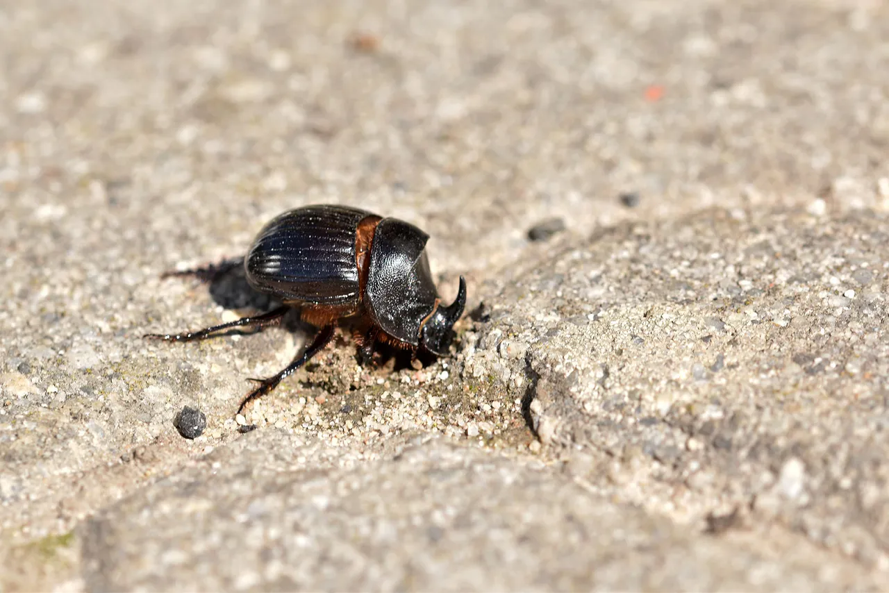 Horned Dung Beetle 2.jpg