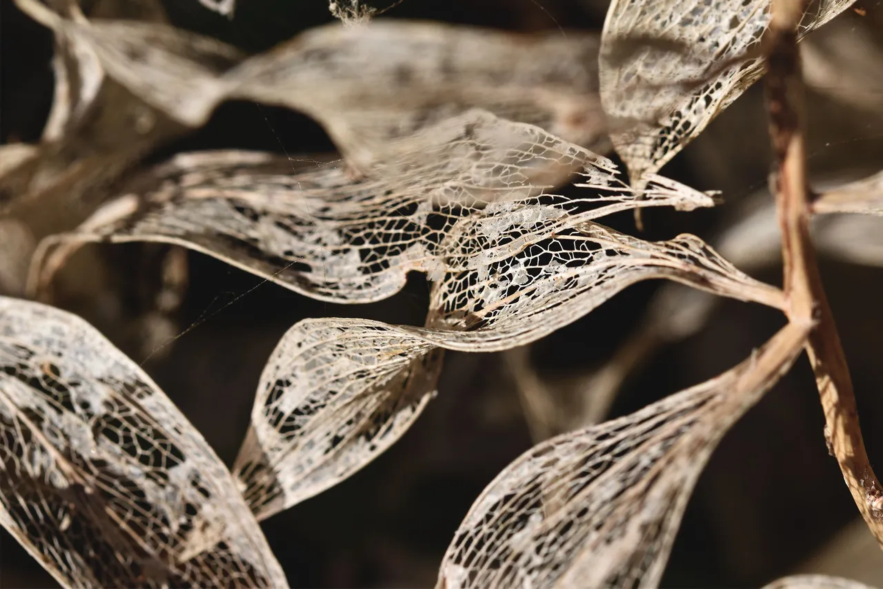 leaf lace drystuff 1.jpg