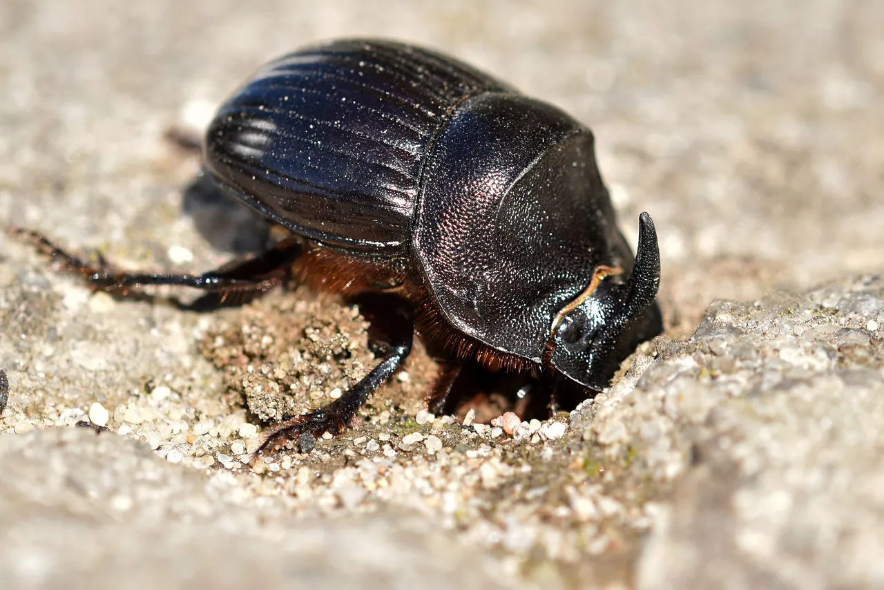 Horned Dung Beetle 4.jpg