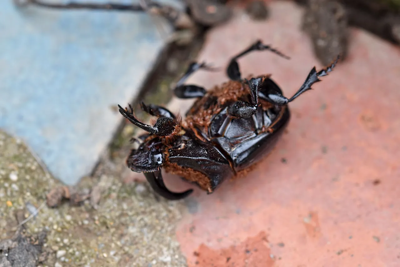 Horned Dung Beetle 7.jpg