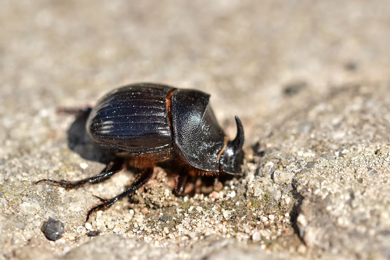 Horned Dung Beetle 3.jpg