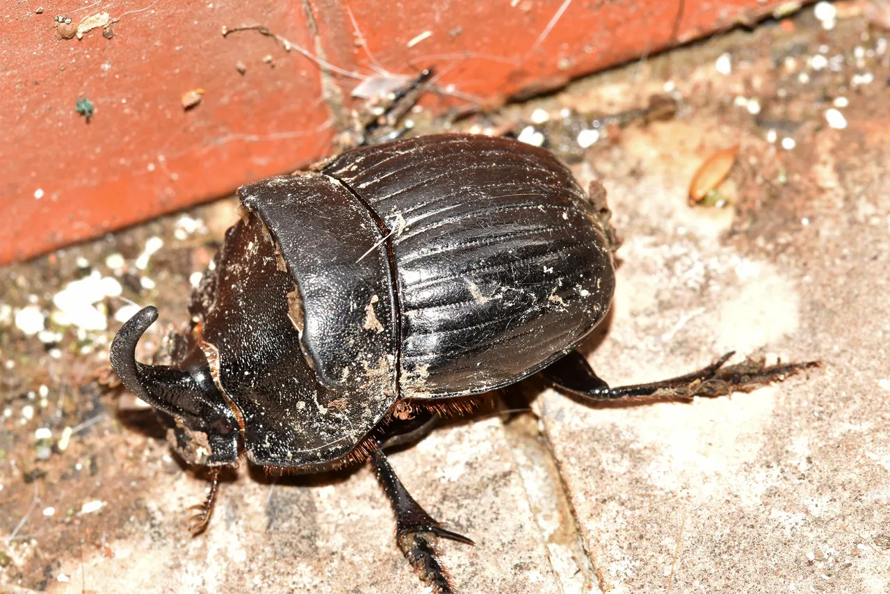 Horned Dung Beetle 5.jpg