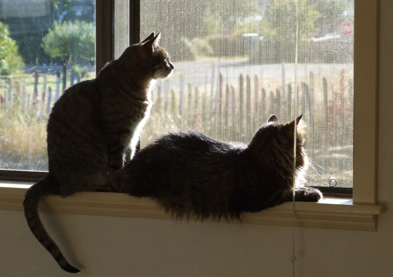 HC0001WindowCats.jpg