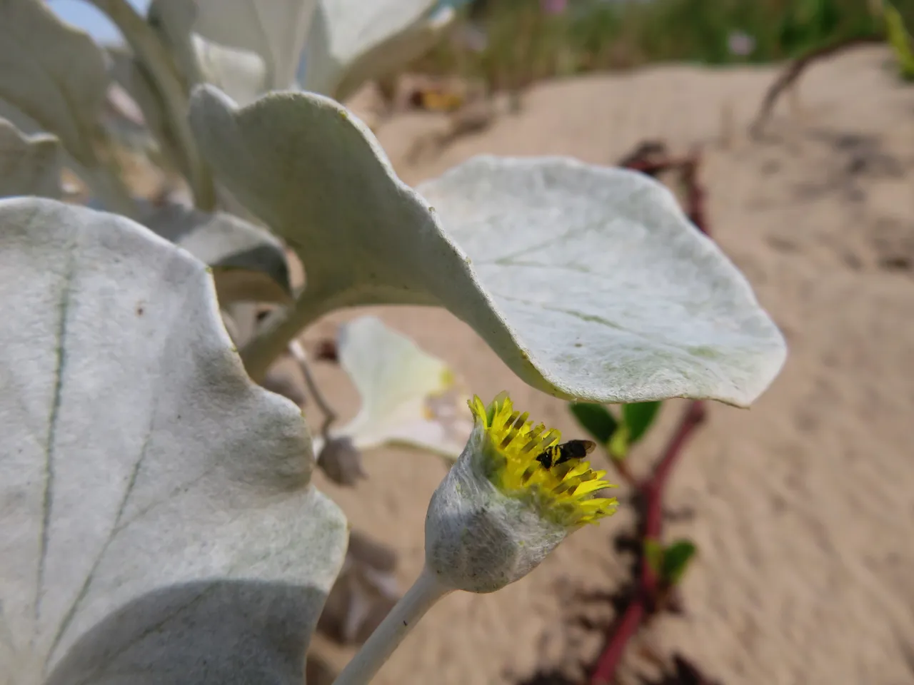 0967SilverAndBee.JPG
