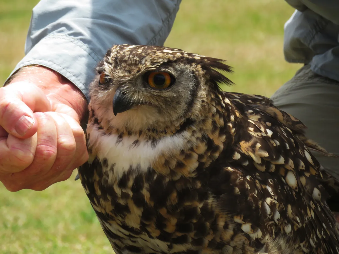 0648CapeEagleOwl.JPG