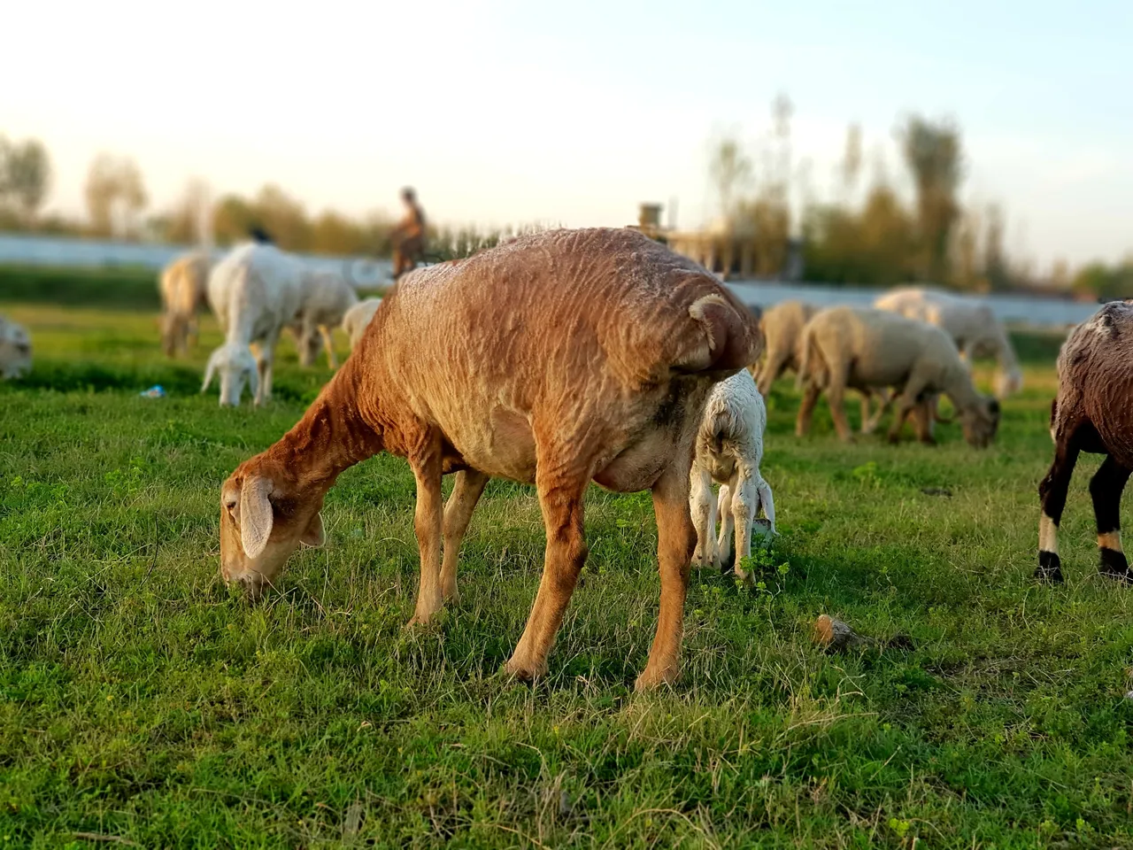 sheep photos 12.jpg