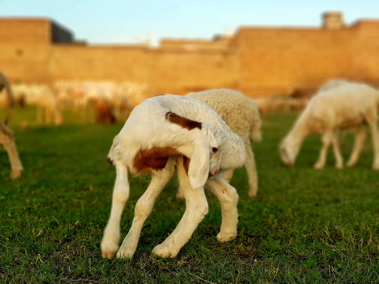 sheep photos 10.jpg