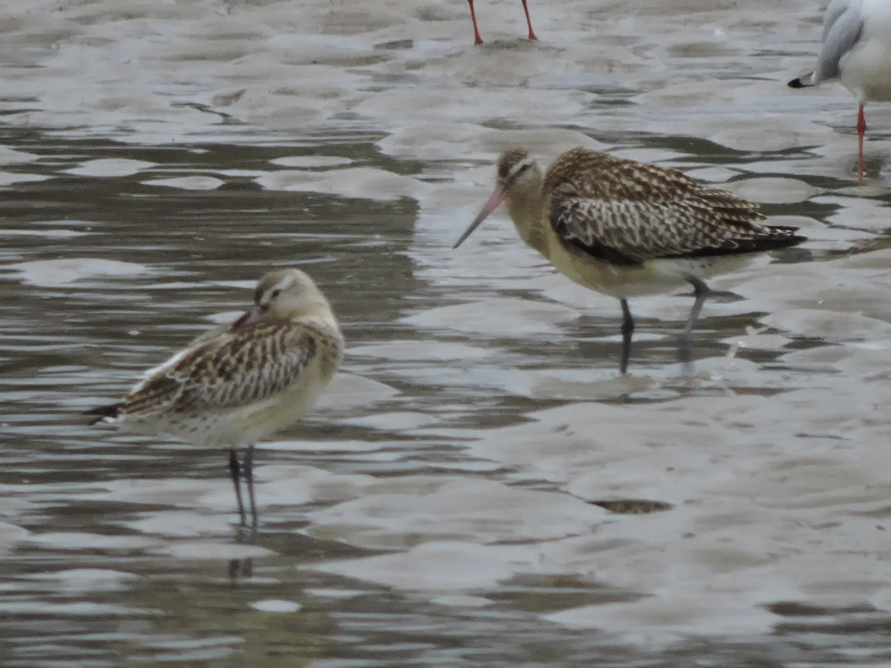 Bartaild godwit 7.JPG