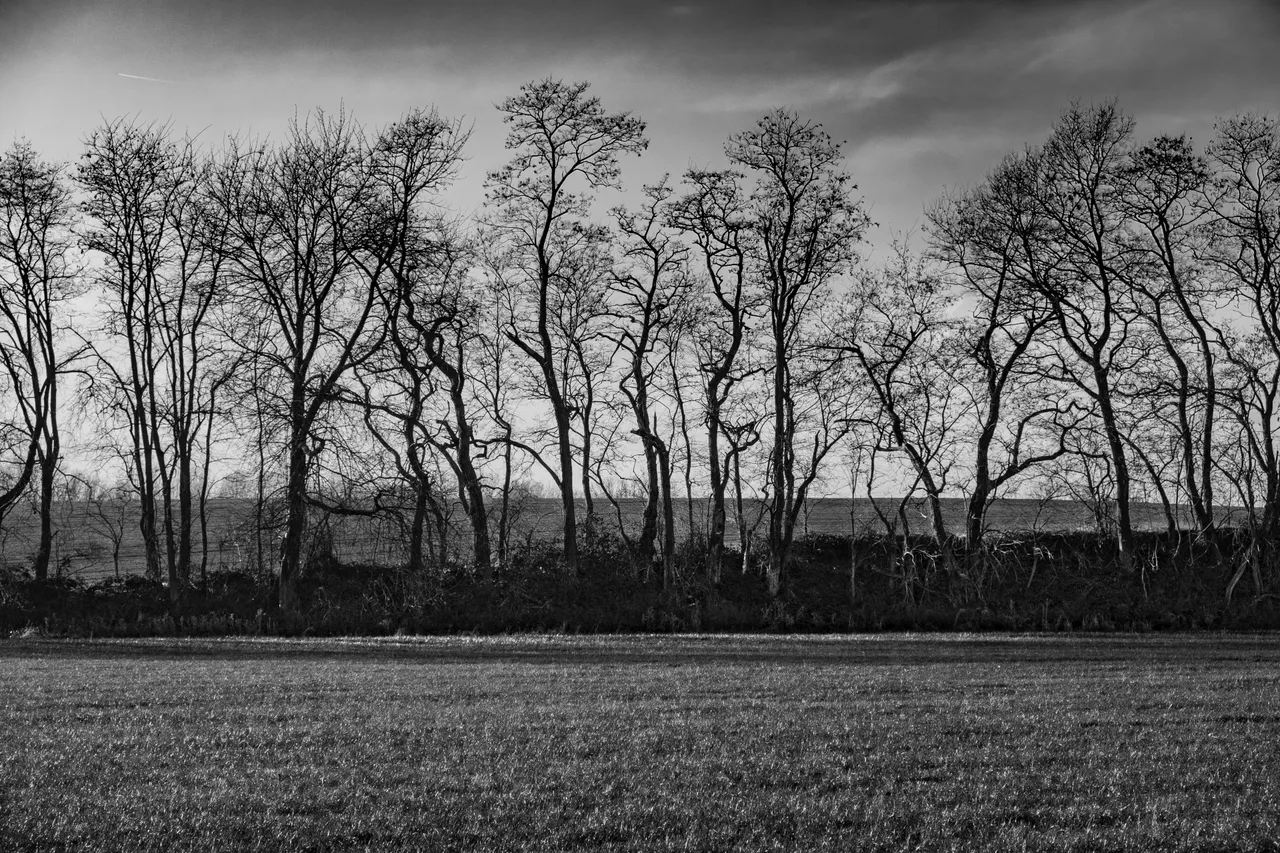 XT200920_Baumreihe.JPG