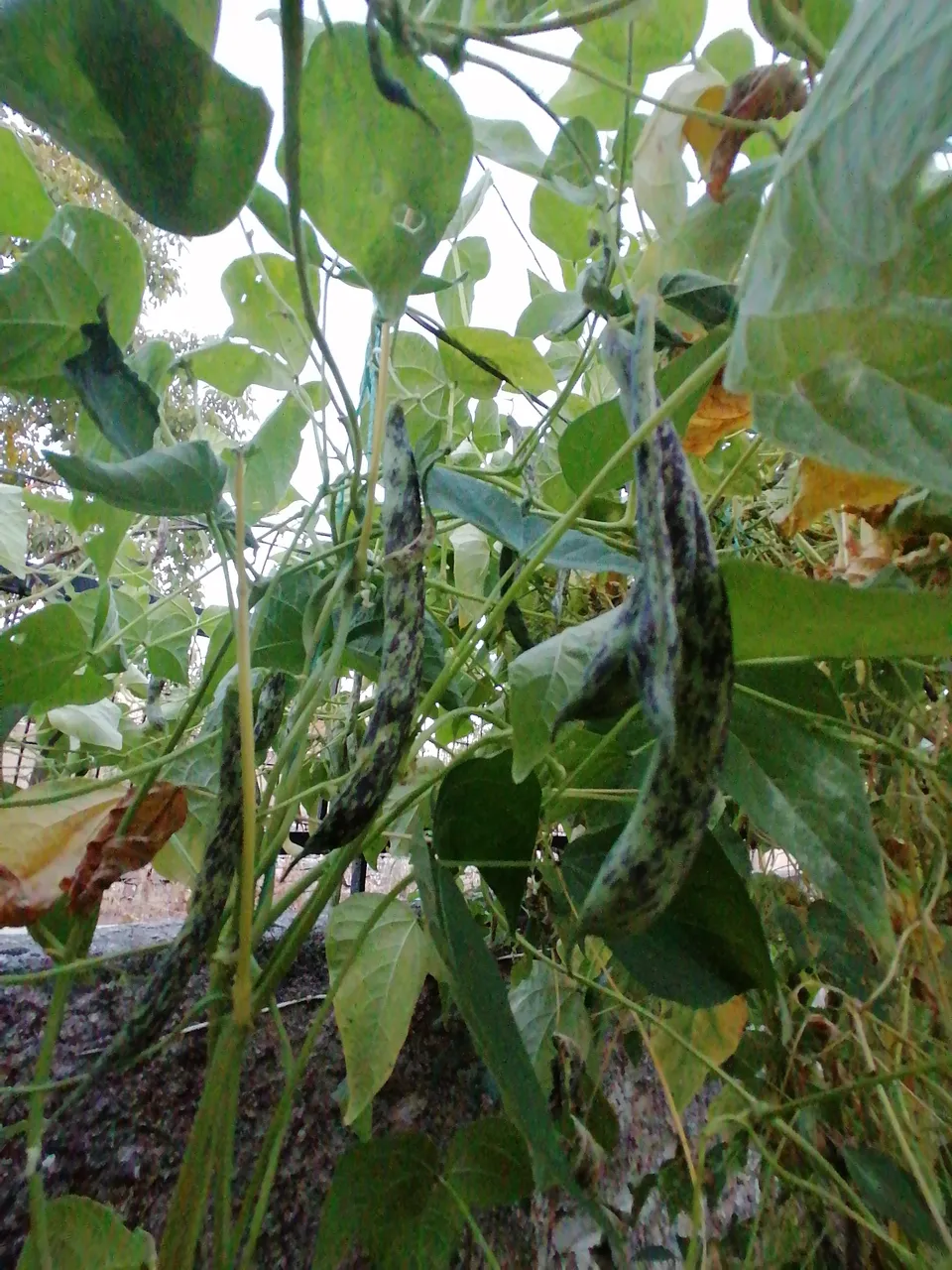 IMG_20200828_200114.jpg